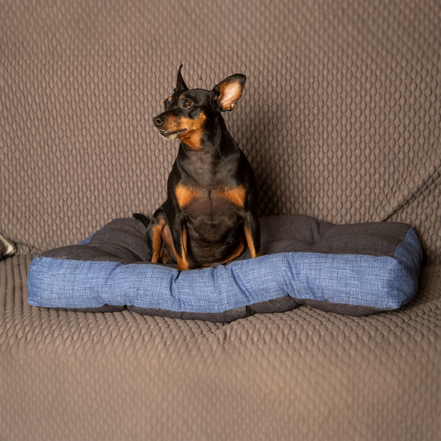 Matelas pour chien et chat - doux, orthopédique | Buggy
